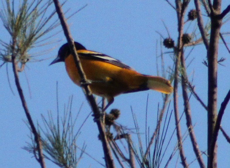 Oriole de Baltimore - ML73966021