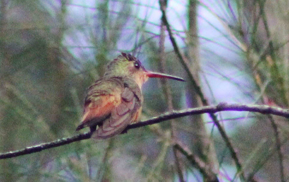 kolibřík ryšavý - ML73966061