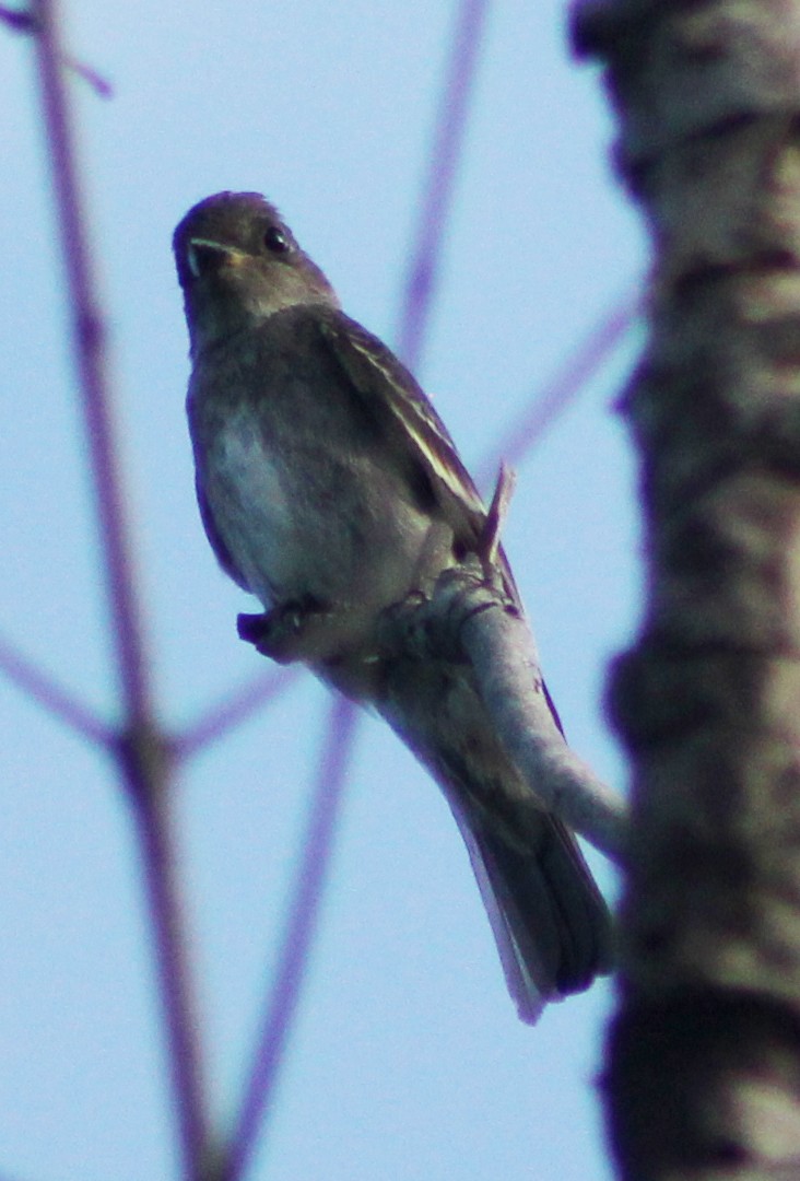 Olive-sided Flycatcher - ML73966101