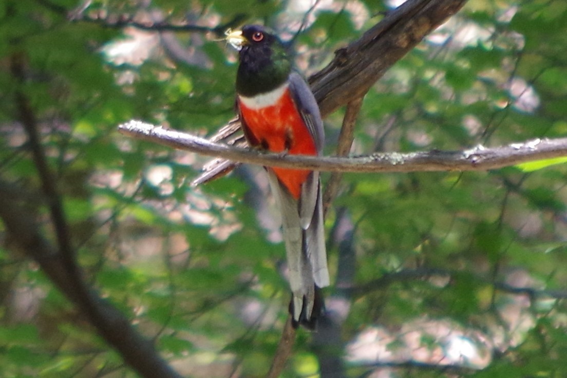 Elegant Trogon - ML73966541