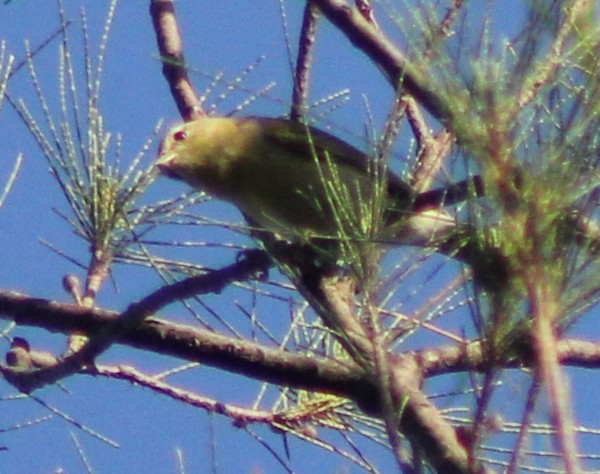 Tennessee Warbler - ML73966601