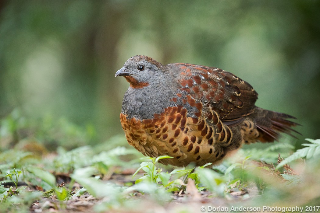 Taiwan Bamboo-Partridge - Dorian Anderson