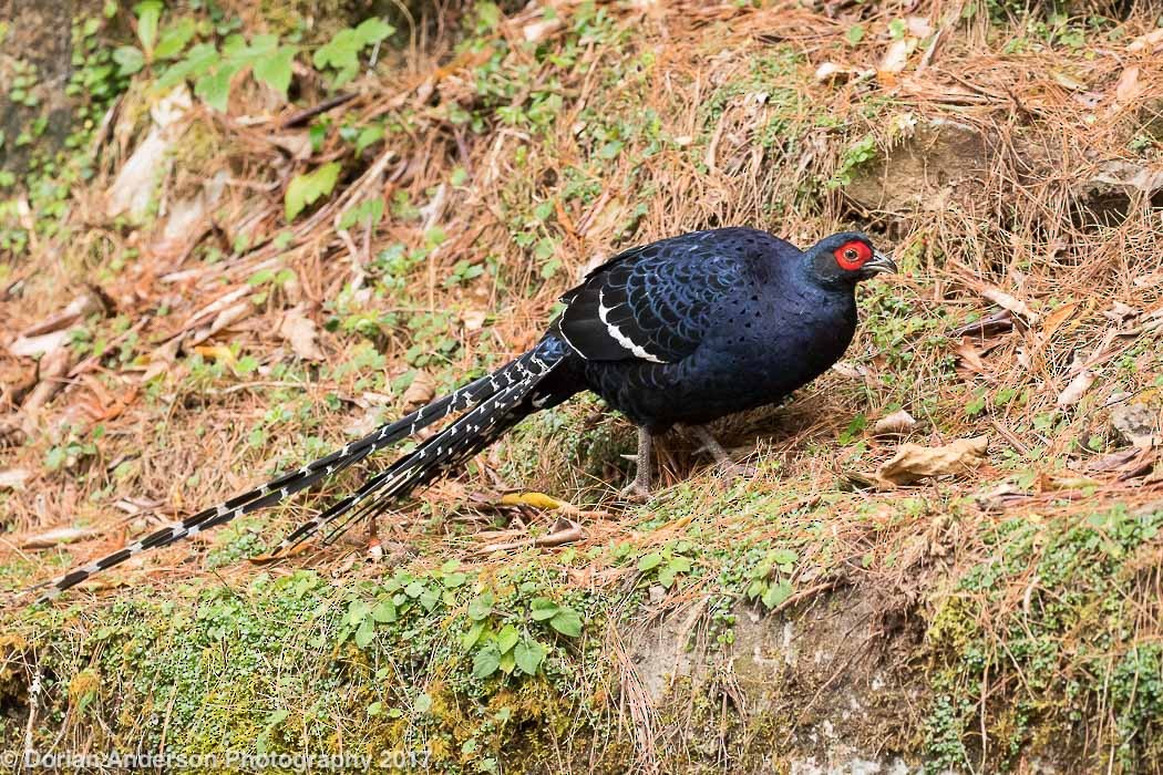 Mikado Pheasant - ML73969251