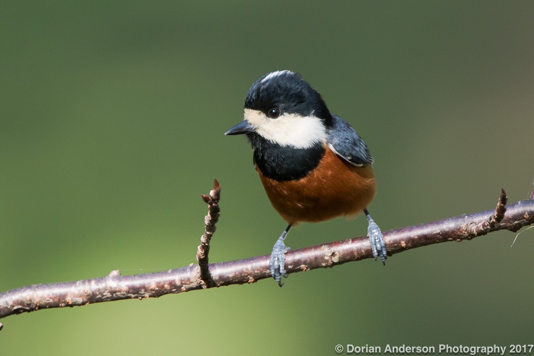 Chestnut-bellied Tit - Dorian Anderson