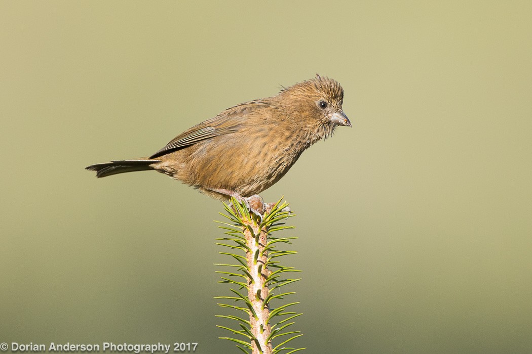 Taiwan Rosefinch - Dorian Anderson