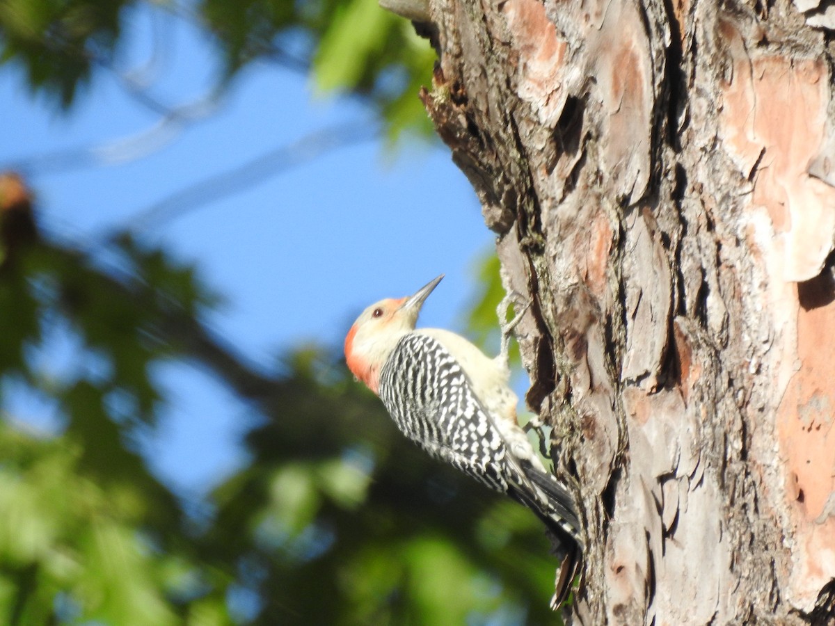 Red-bellied Woodpecker - Jake Wasden