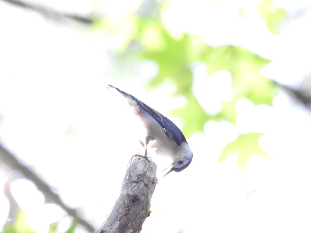 White-breasted Nuthatch - ML73970741