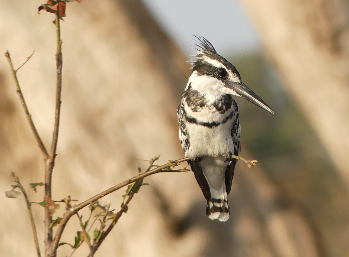 Pied Kingfisher - Peter Dunwiddie