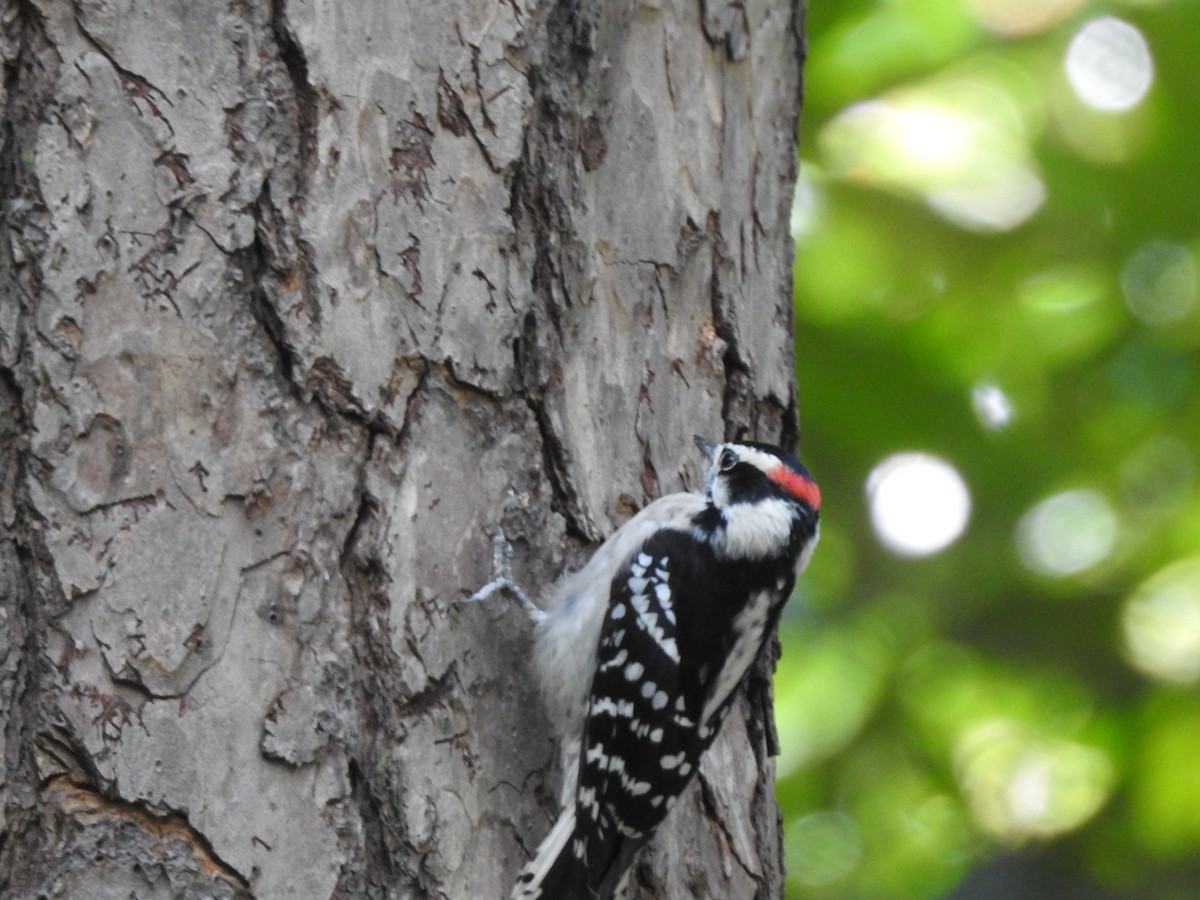 Downy Woodpecker - ML73972061