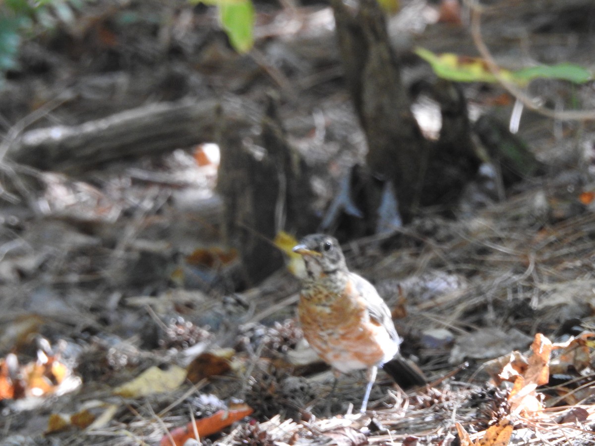 American Robin - ML73972101
