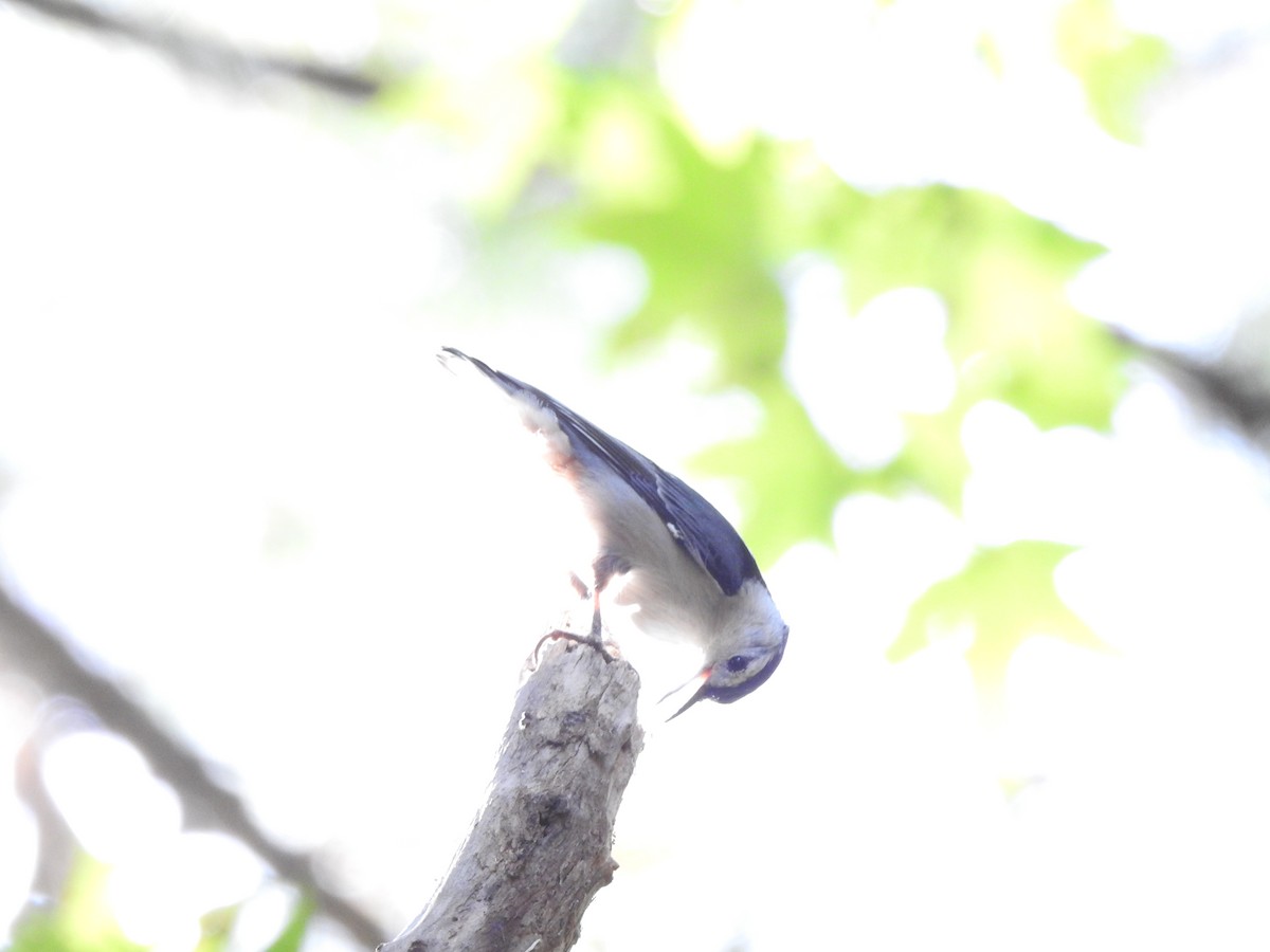 White-breasted Nuthatch - ML73972211
