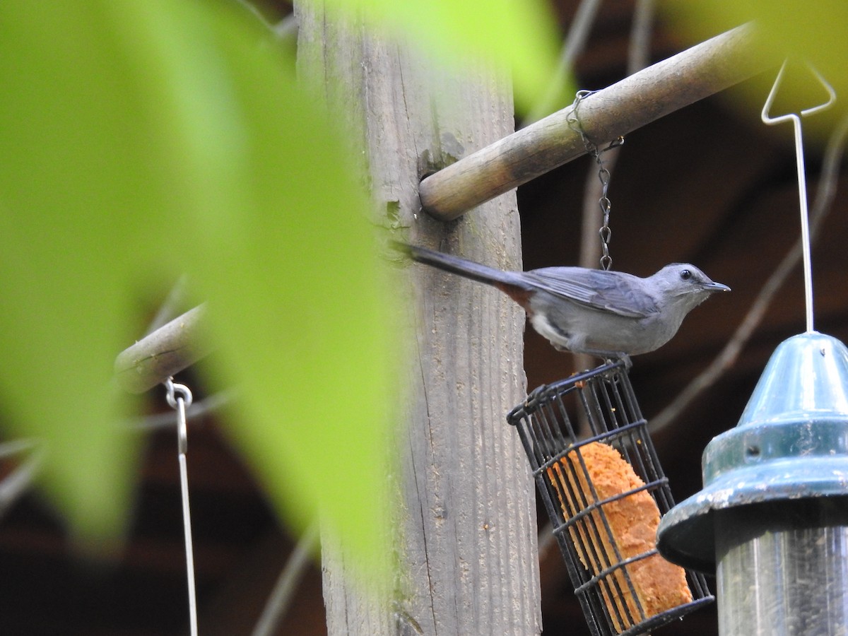 Gray Catbird - ML73972251