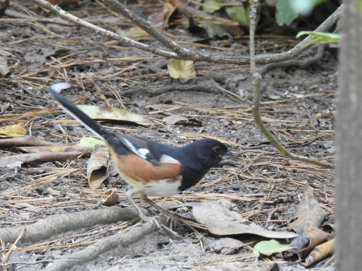 Eastern Towhee - ML73972271
