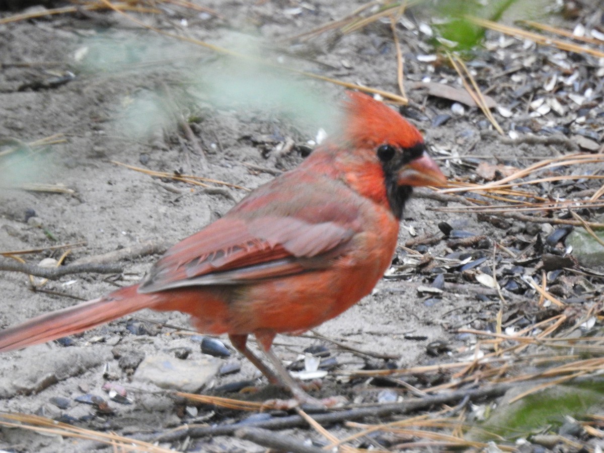 Northern Cardinal - ML73972291