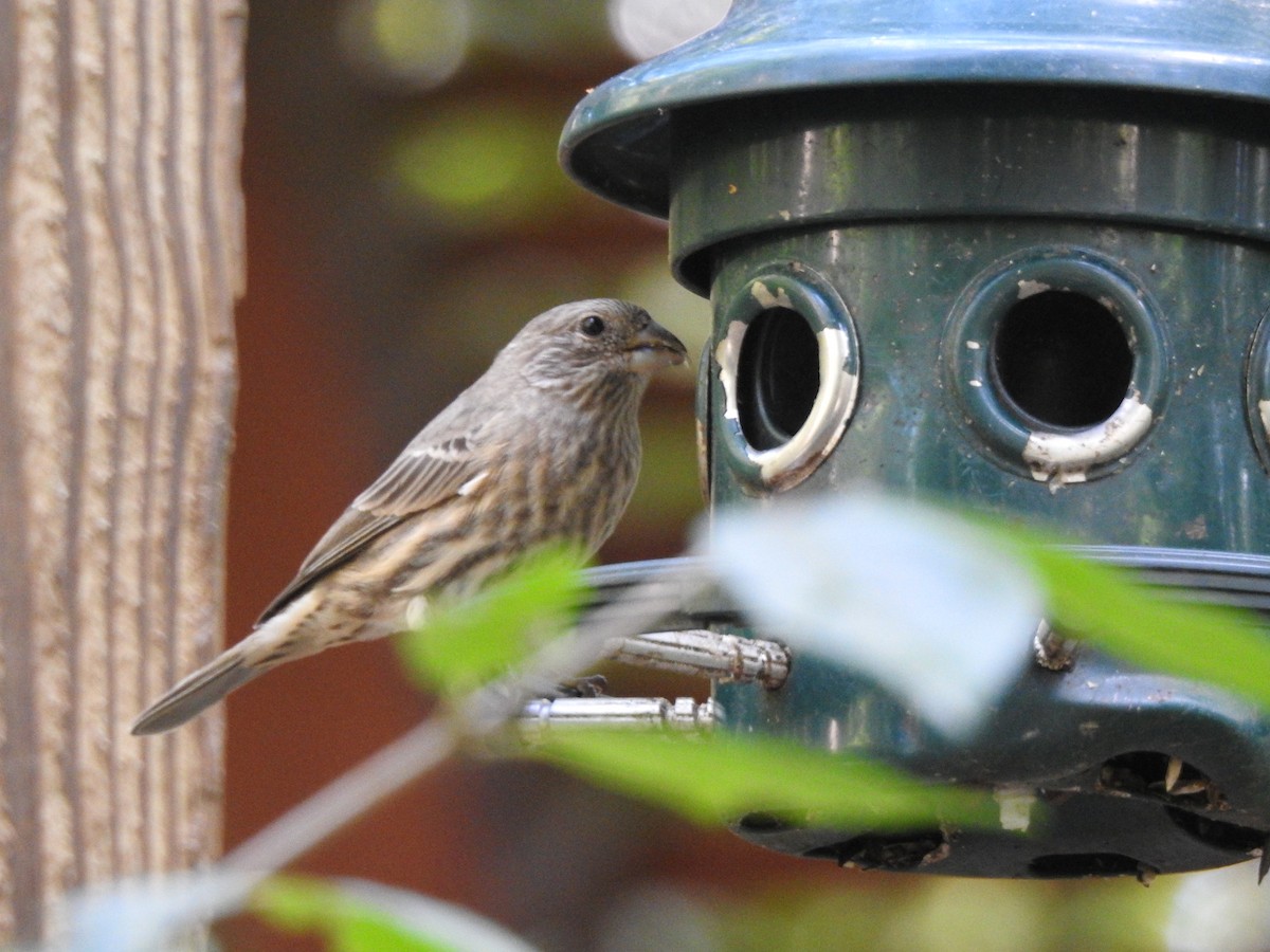 House Finch - ML73972301
