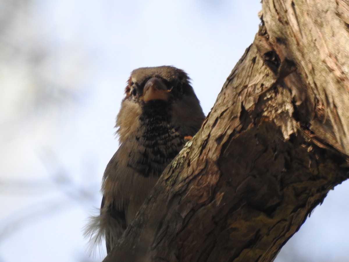 House Sparrow - ML73972311