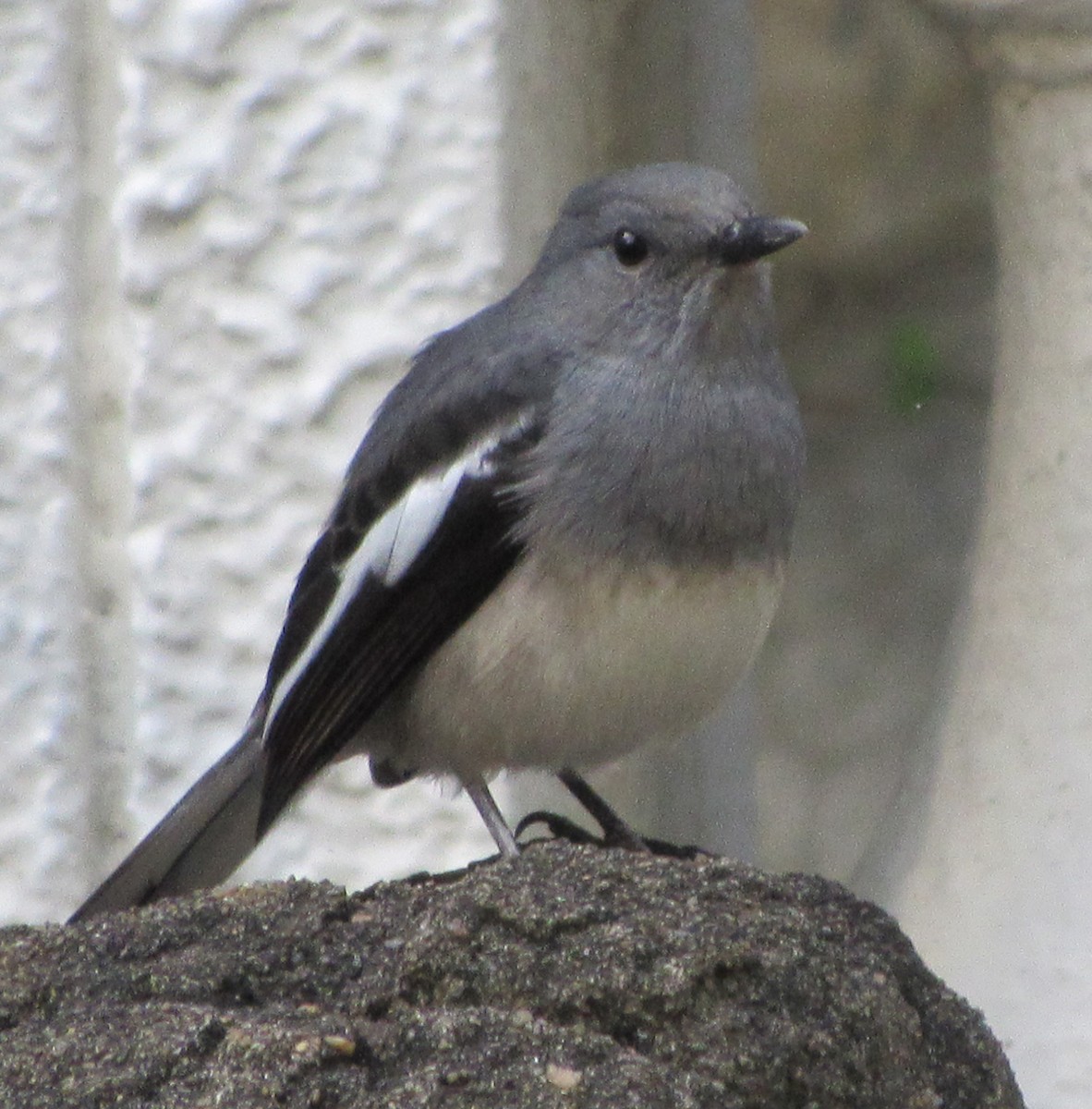 Oriental Magpie-Robin - ML73972331