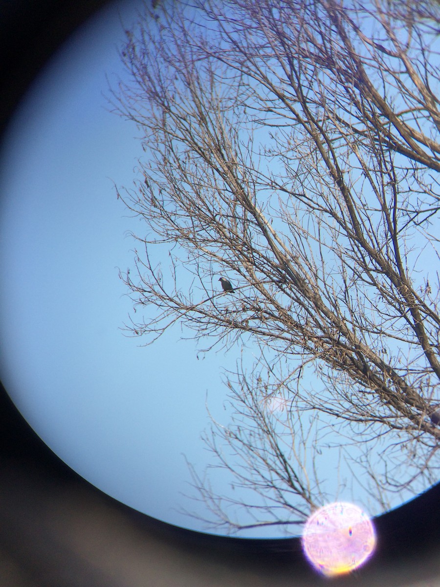 Gray Catbird - ML73972891