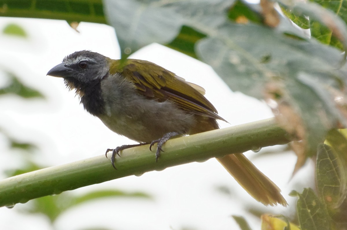 Buff-throated Saltator - ML73973411