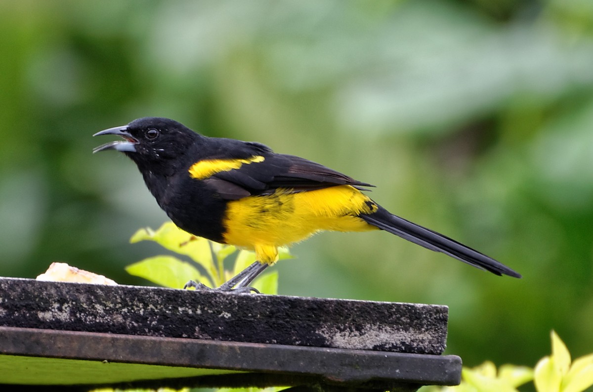 Black-cowled Oriole - ML73973441