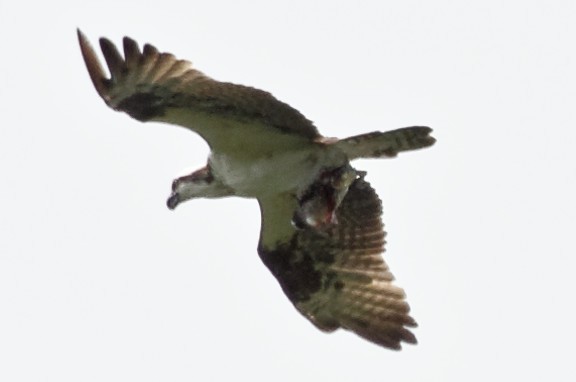 Osprey - ML73973801