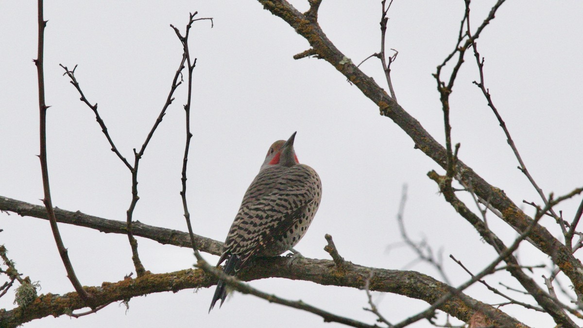 Northern Flicker (Red-shafted) - Dave Bengston