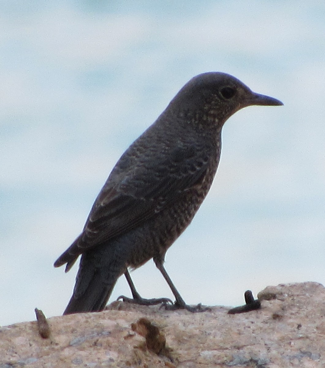 Blue Rock-Thrush - Brian M. Delaney