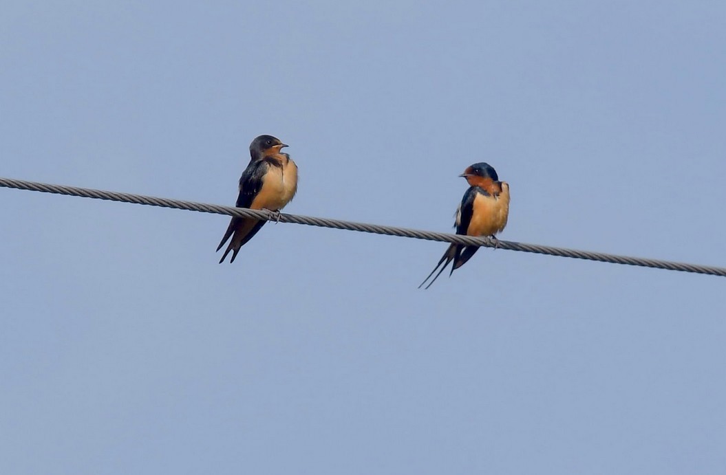 Barn Swallow - ML73974381