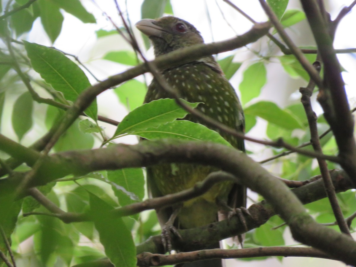 Green Catbird - ML73974451