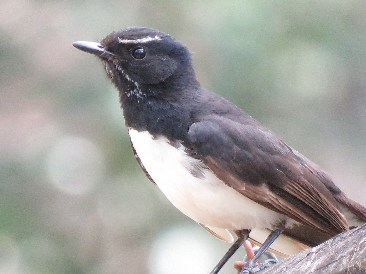 Willie-wagtail - ML73974561