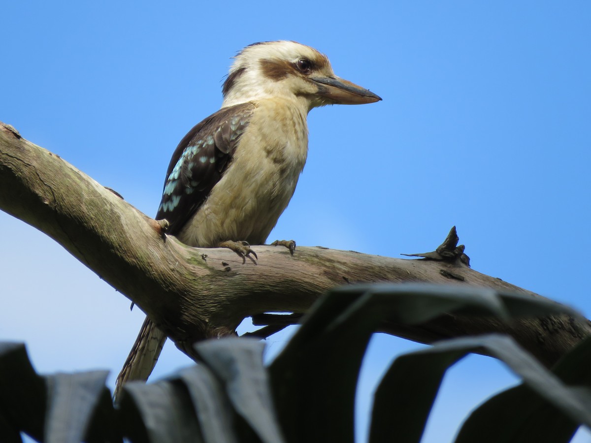 Laughing Kookaburra - ML73974641