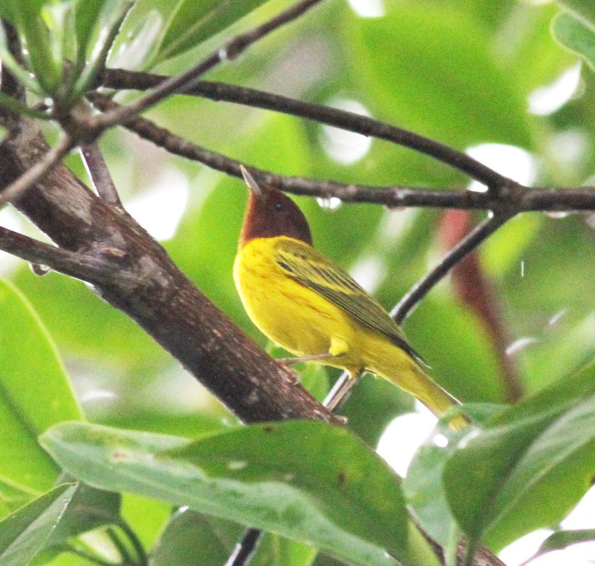 Yellow Warbler (Mangrove) - ML73974941