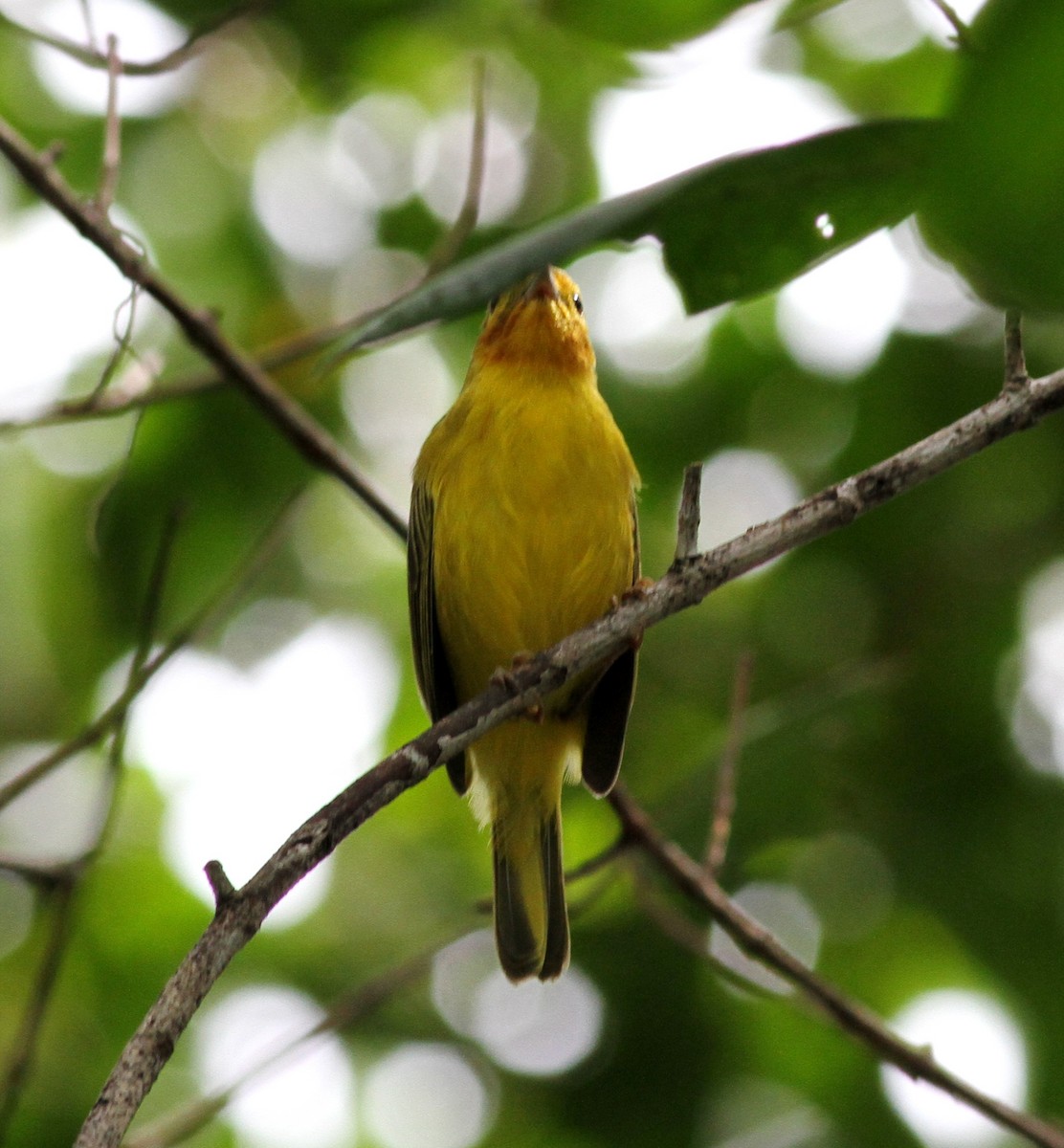 Yellow Warbler (Mangrove) - ML73974951