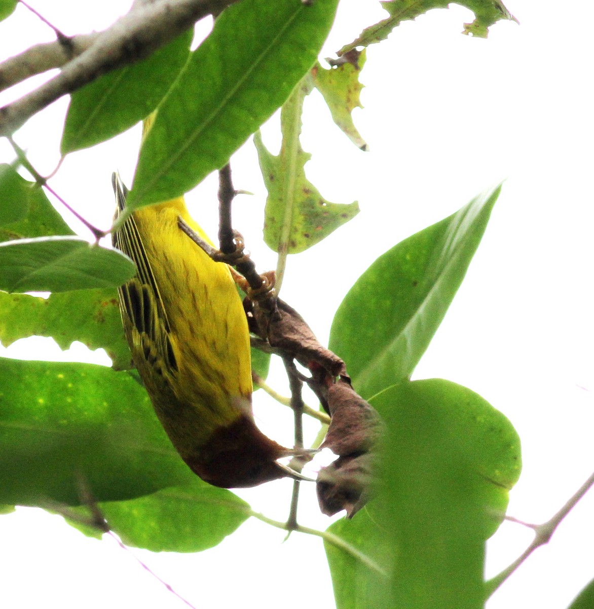 Yellow Warbler (Mangrove) - ML73974961