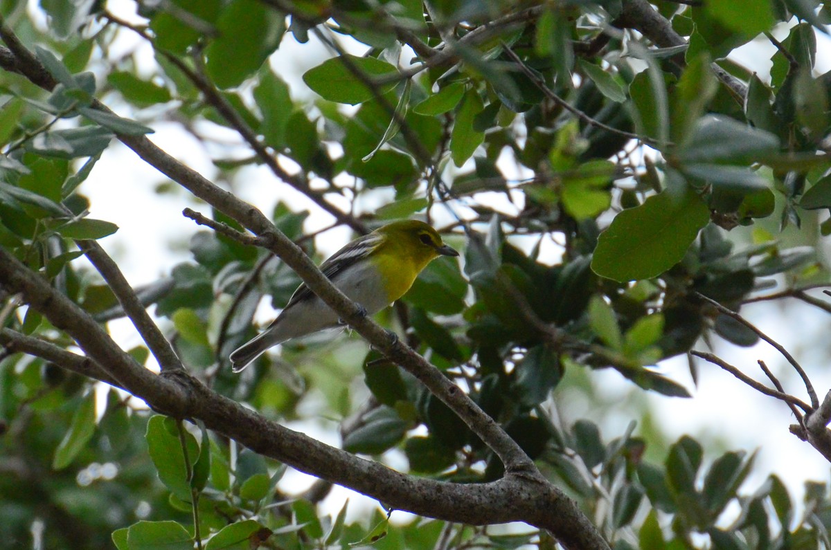 Yellow-throated Vireo - ML73975091