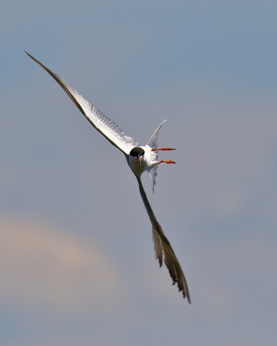 Forster's Tern - ML73977971