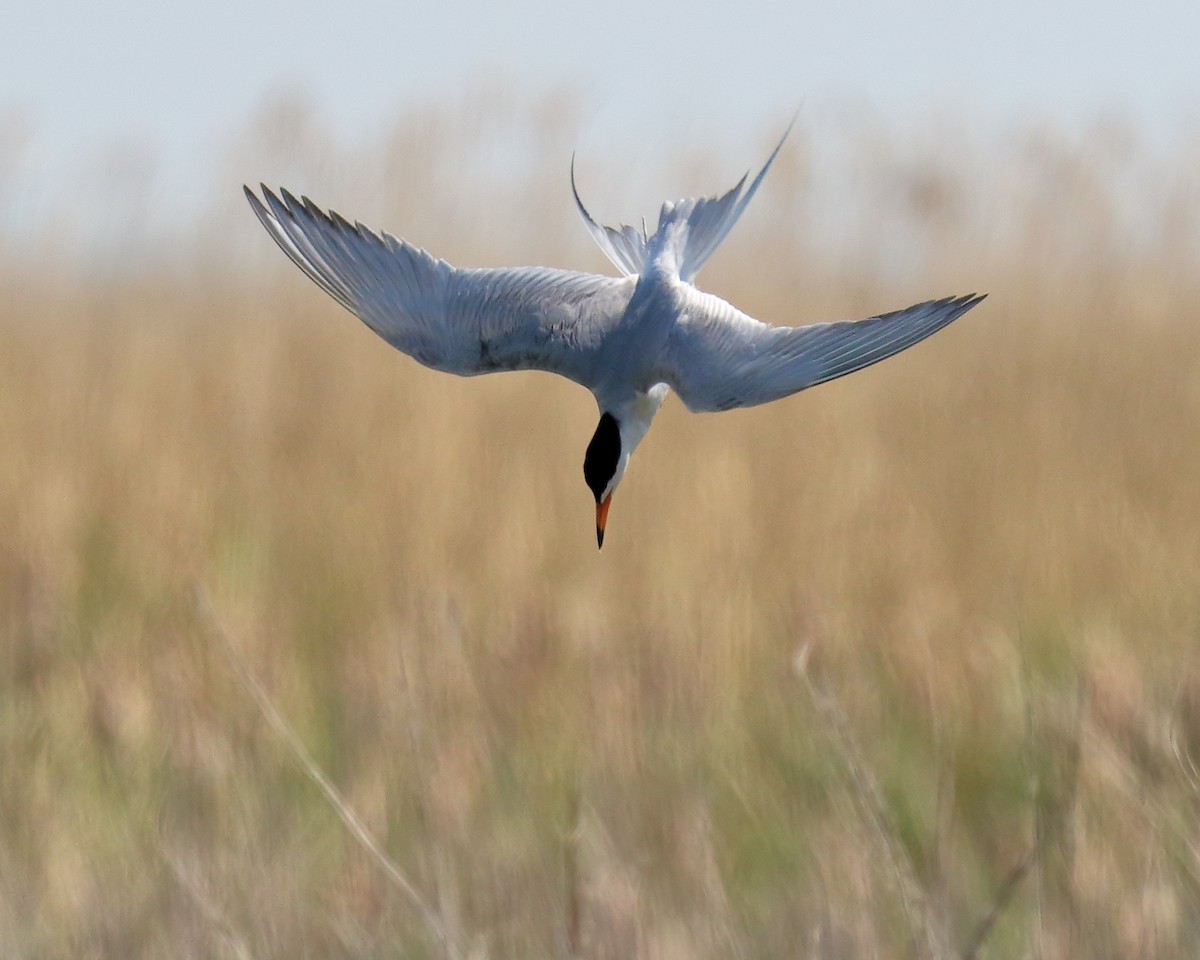 Forster's Tern - ML73977981