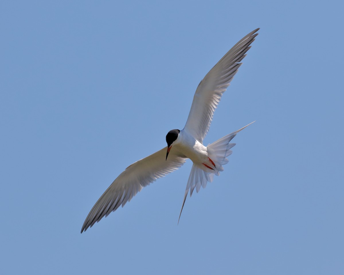 Forster's Tern - ML73978021