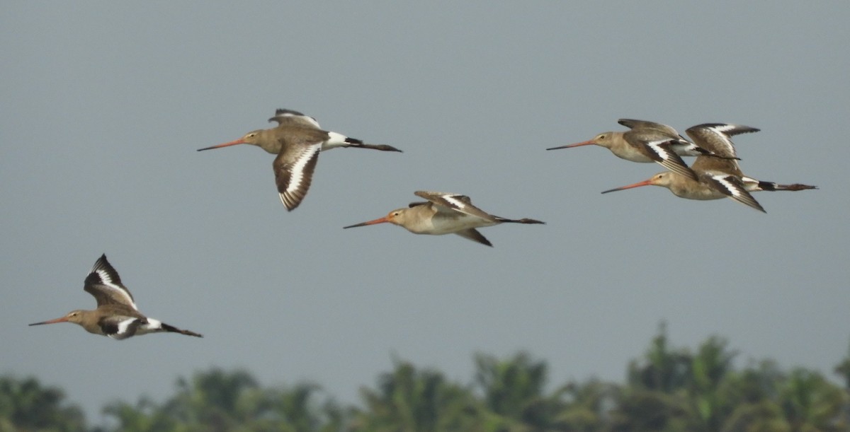 Black-tailed Godwit - Arun George