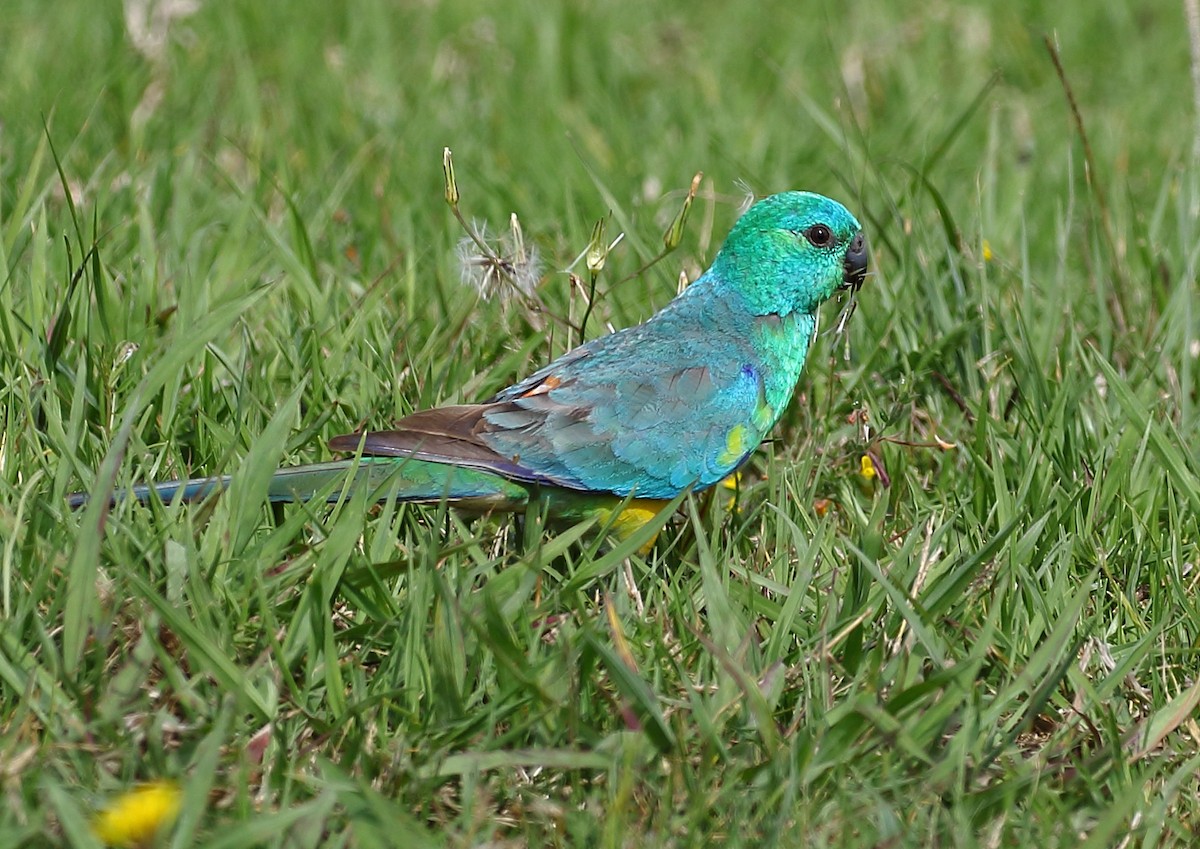 Red-rumped Parrot - ML73978961