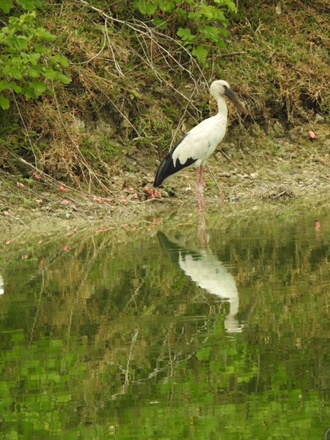 Asian Openbill - JEK YAP