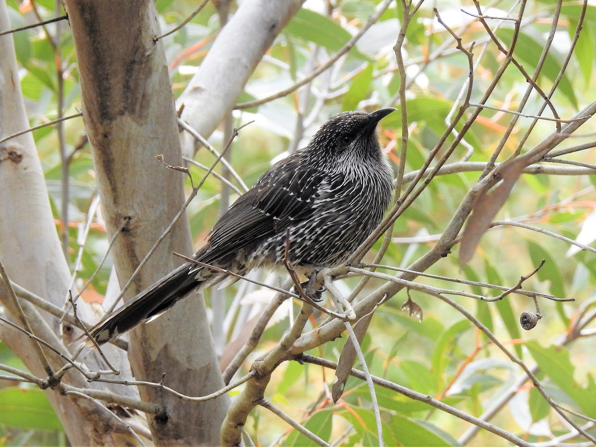 Little Wattlebird - ML73979791