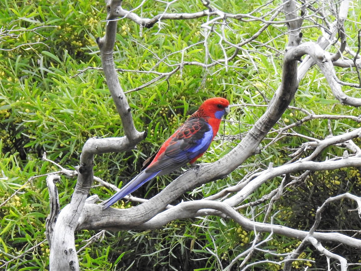 Crimson Rosella - ML73979821