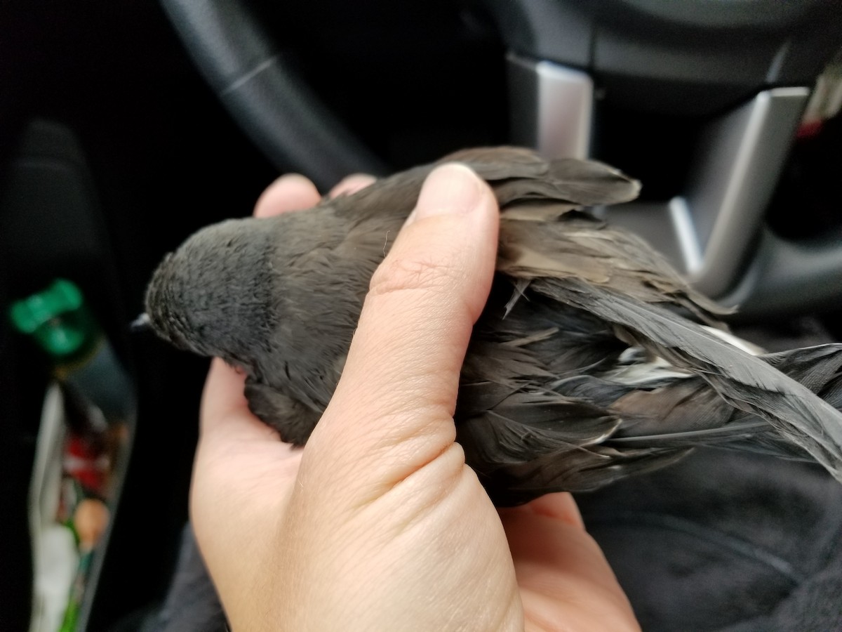 Leach's Storm-Petrel - ML73979901