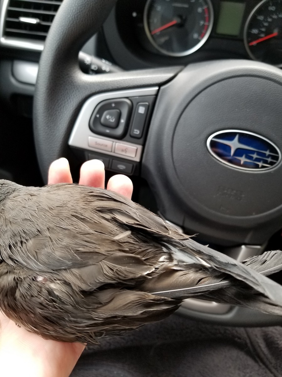 Leach's Storm-Petrel - ML73979921