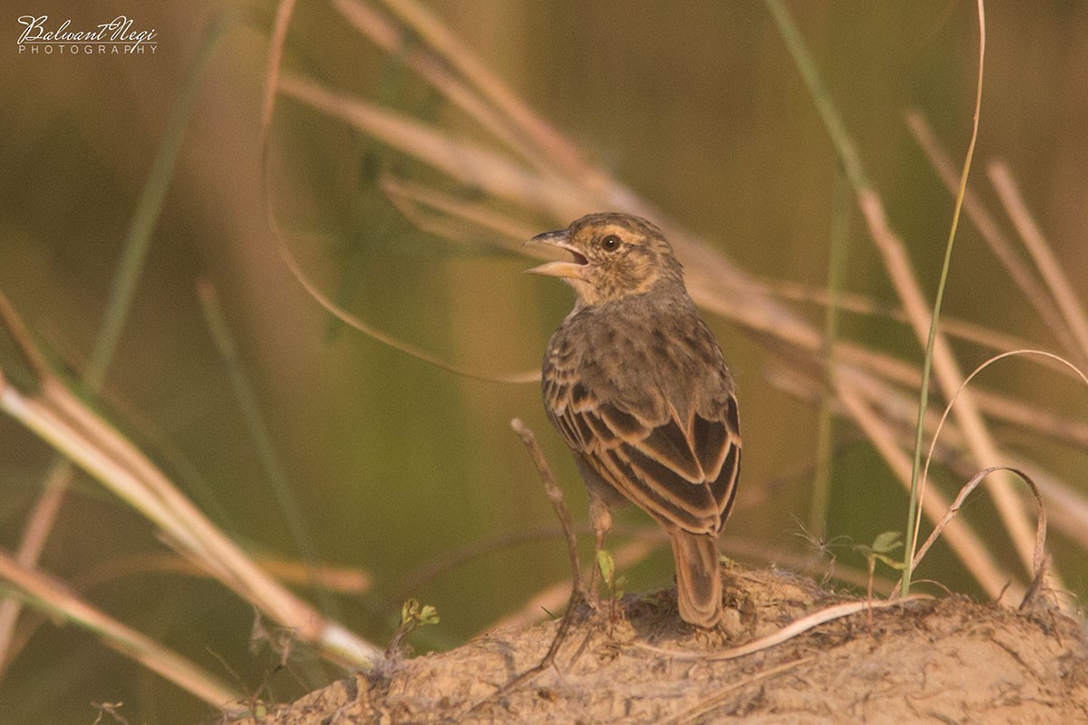 Bengal Bushlark - ML73980161