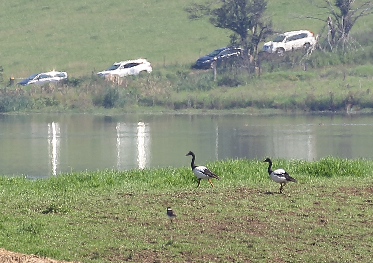 Magpie Goose - ML73980211