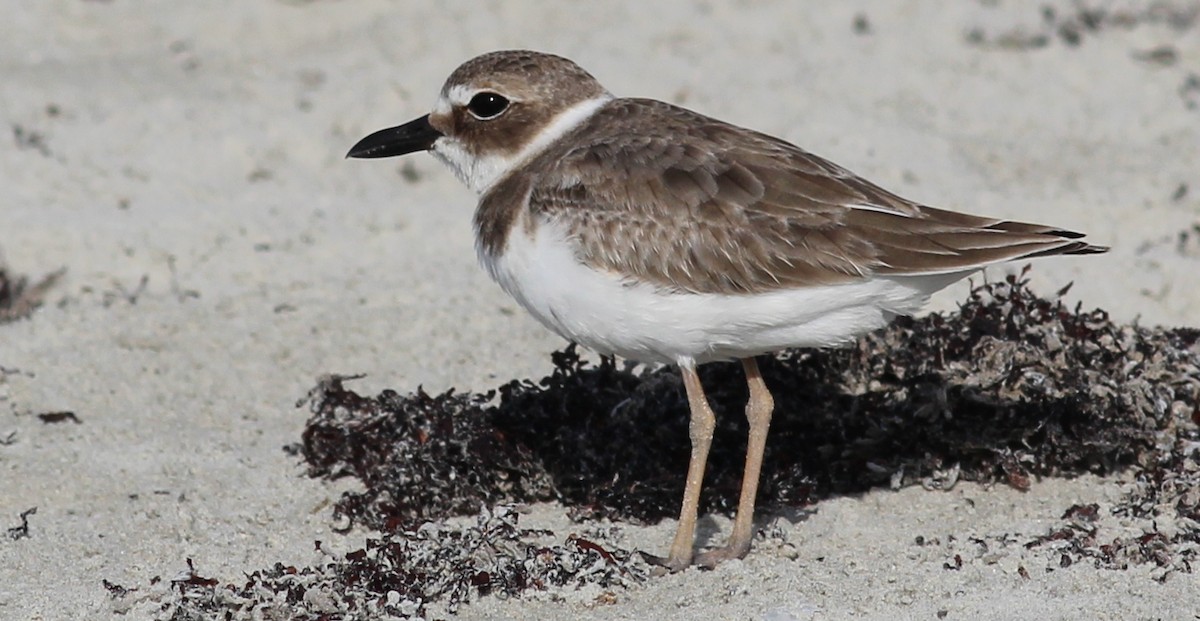 Wilson's Plover - ML73980821