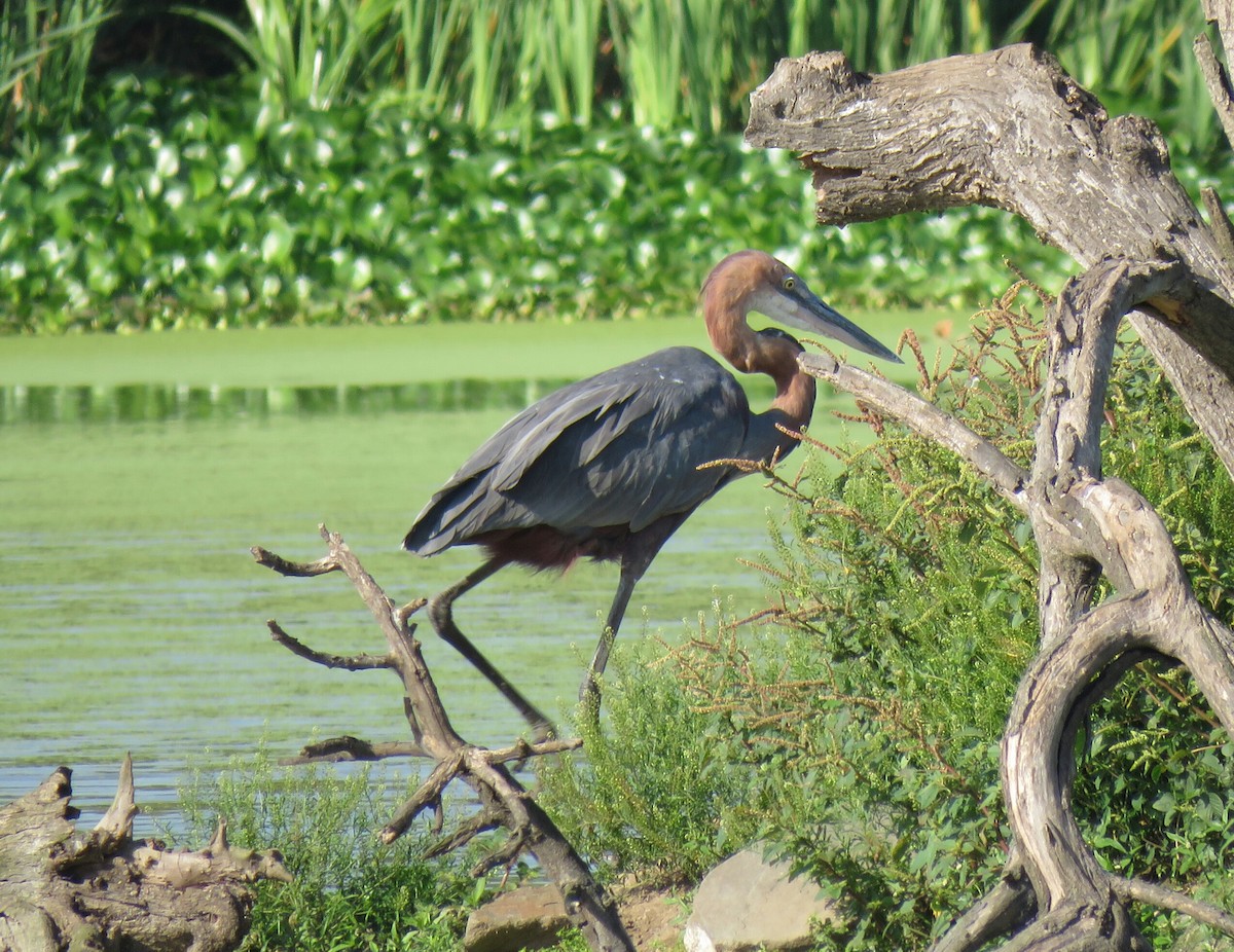 Goliath Heron - ML73982861