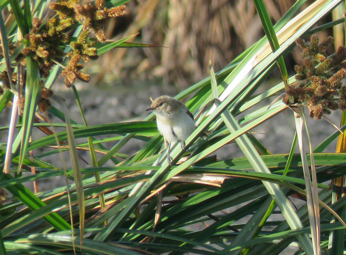 Common Reed Warbler (African) - ML73982941